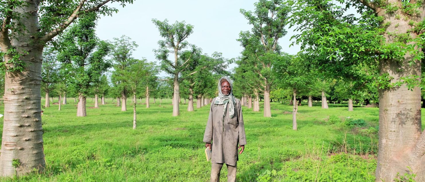 L´homme qui plante les Baobabs